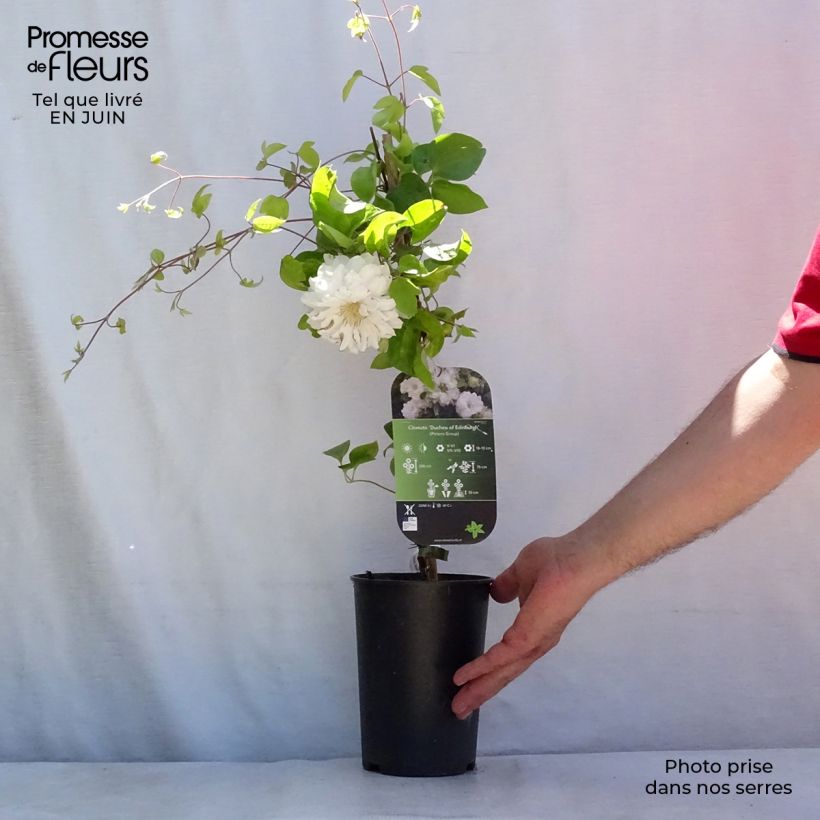 Spécimen de Clématite - Clematis Duchesse d'Edimbourg Pot de 2L/3L tel que livré en été