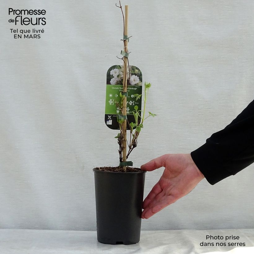 Spécimen de Clématite - Clematis Duchesse d'Edimbourg en pot de 2/3L tel que livré au printemps