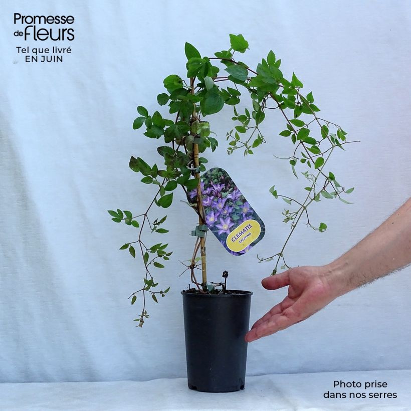 Spécimen de Clématite - Clematis Exciting Pot de 2L/3L tel que livré en été