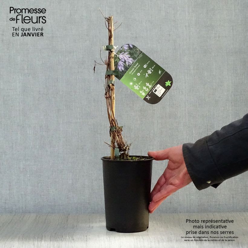 Spécimen de Clématite - Clematis Eximia tel que livré en hiver