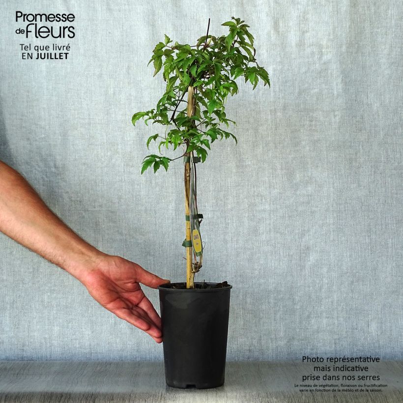 Spécimen de Clématite - Clematis Eximia Pot de 2L/3L tel que livré en été