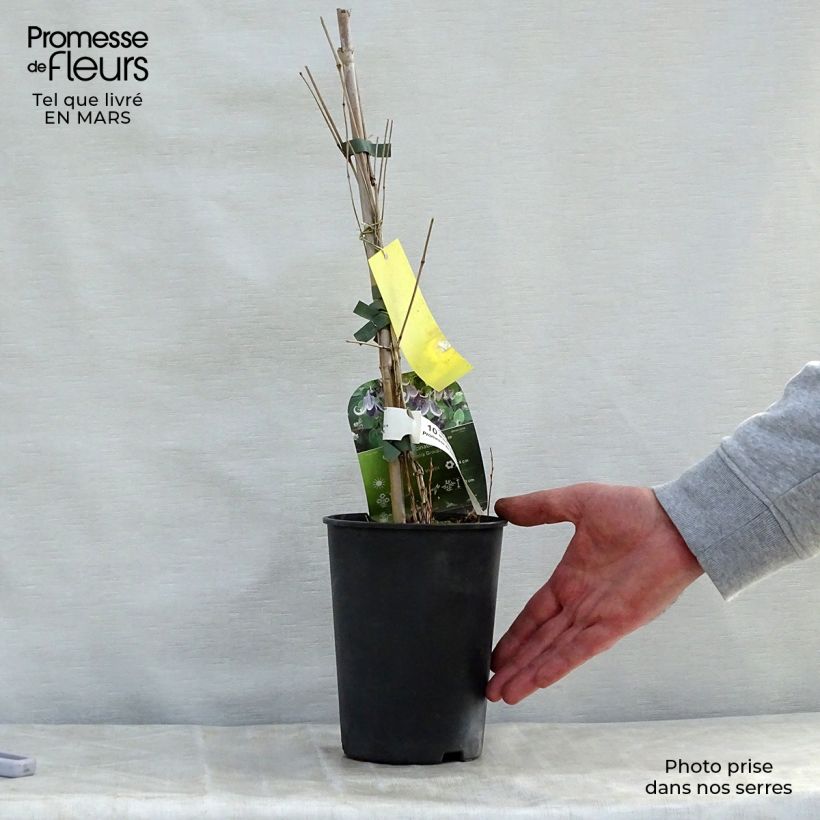 Spécimen de Clématite - Clematis Fascination Pot de 2L/3L tel que livré au printemps