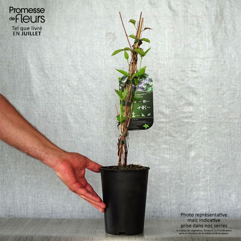 Spécimen de Clématite - Clematis Fascination Pot de 2L/3L tel que livré en été