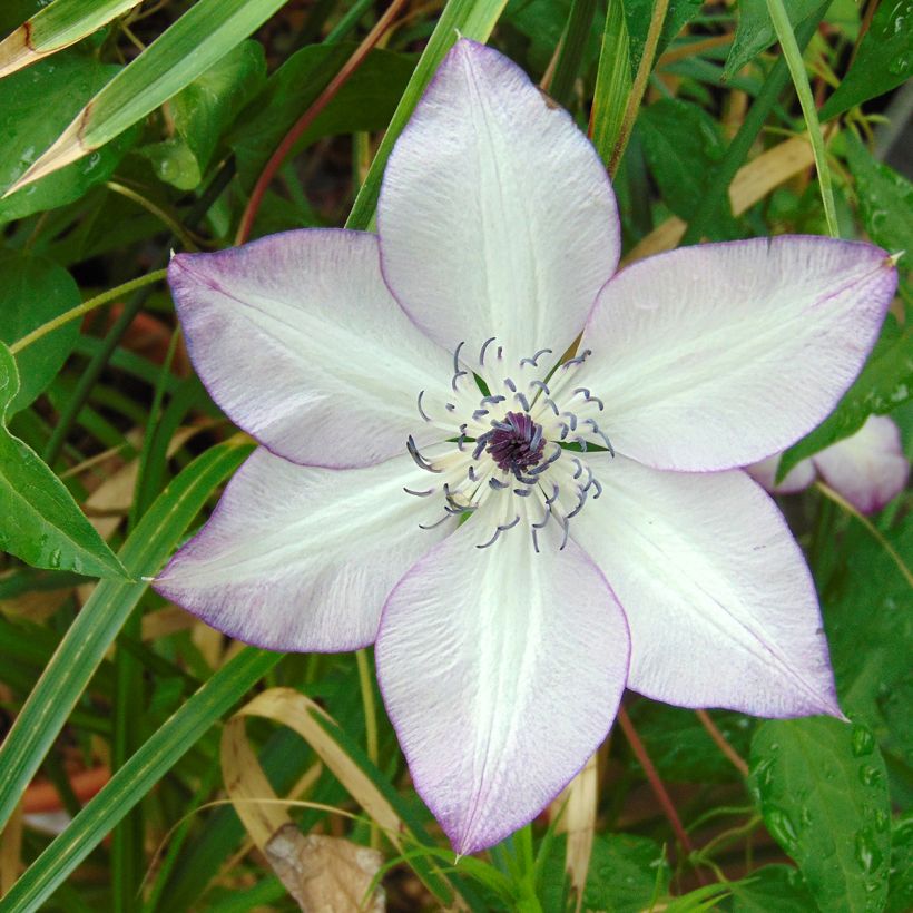 Clématite - Clematis Fond Memories (Floraison)