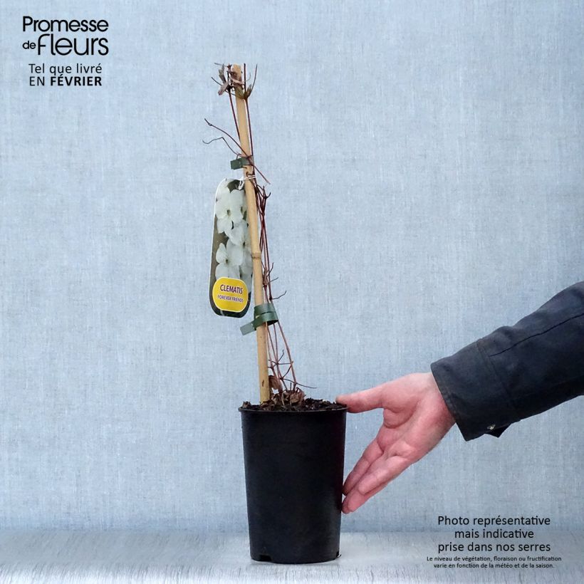 Spécimen de Clématite - Clematis Forever Friends tel que livré en hiver