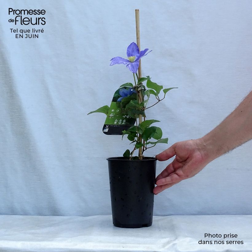 Spécimen de Clématite - Clematis Fuji Musume Pot de 2L/3L tel que livré en été