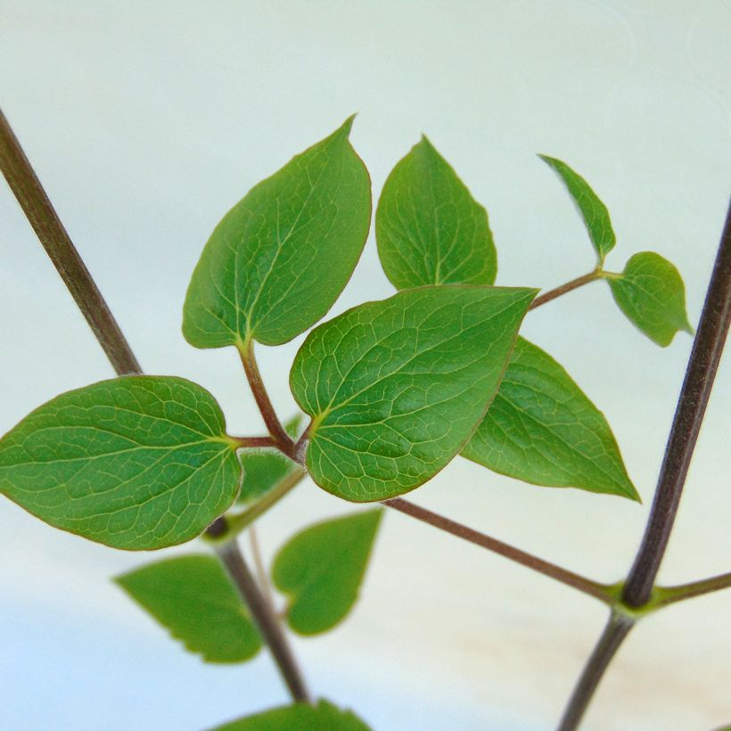 Clématite - Clematis Général Sikorski (Feuillage)