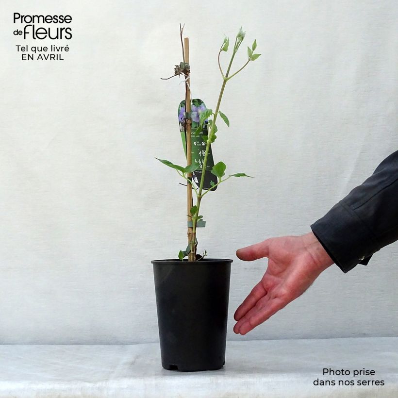 Spécimen de Clématite - Clematis Général Sikorski en pot de 2/3L tel que livré au printemps