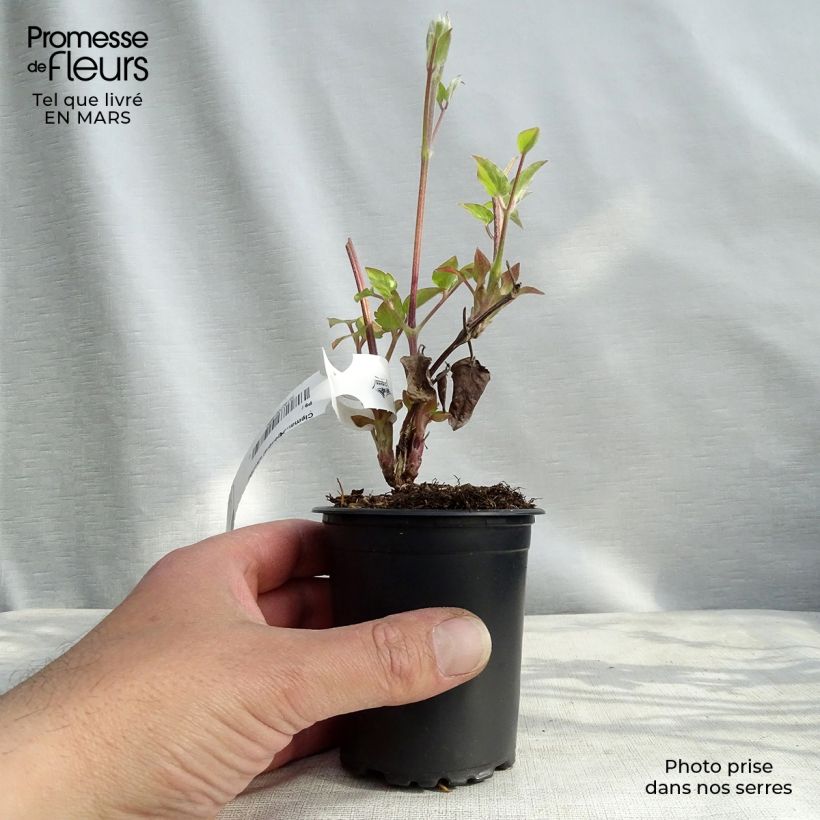 Spécimen de Clématite - Clematis Général Sikorski en godet de 9cm tel que livré au printemps