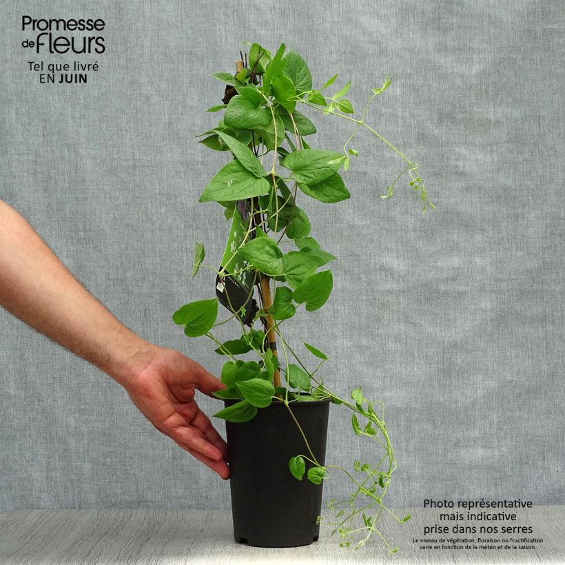 Spécimen de Clématite - Clematis Général Sikorski Pot de 2L/3L tel que livré en été