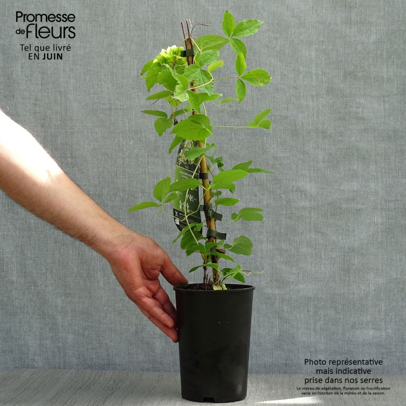 Spécimen de Clématite - Clematis Green Passion Pot de 2L/3L tel que livré en été