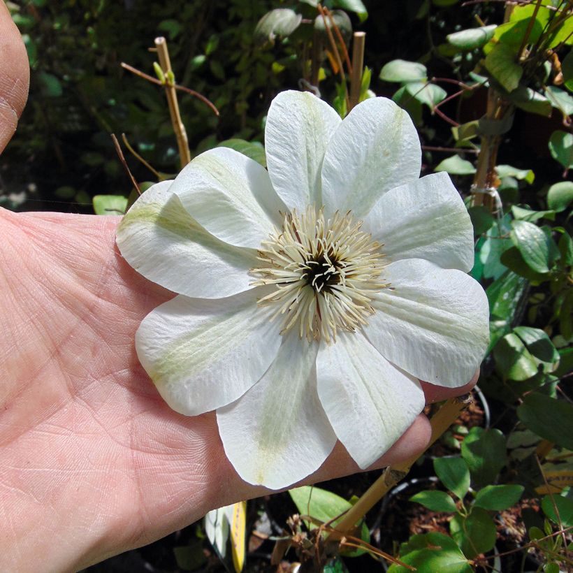 Clématite - Clematis Guernsey Cream (Floraison)