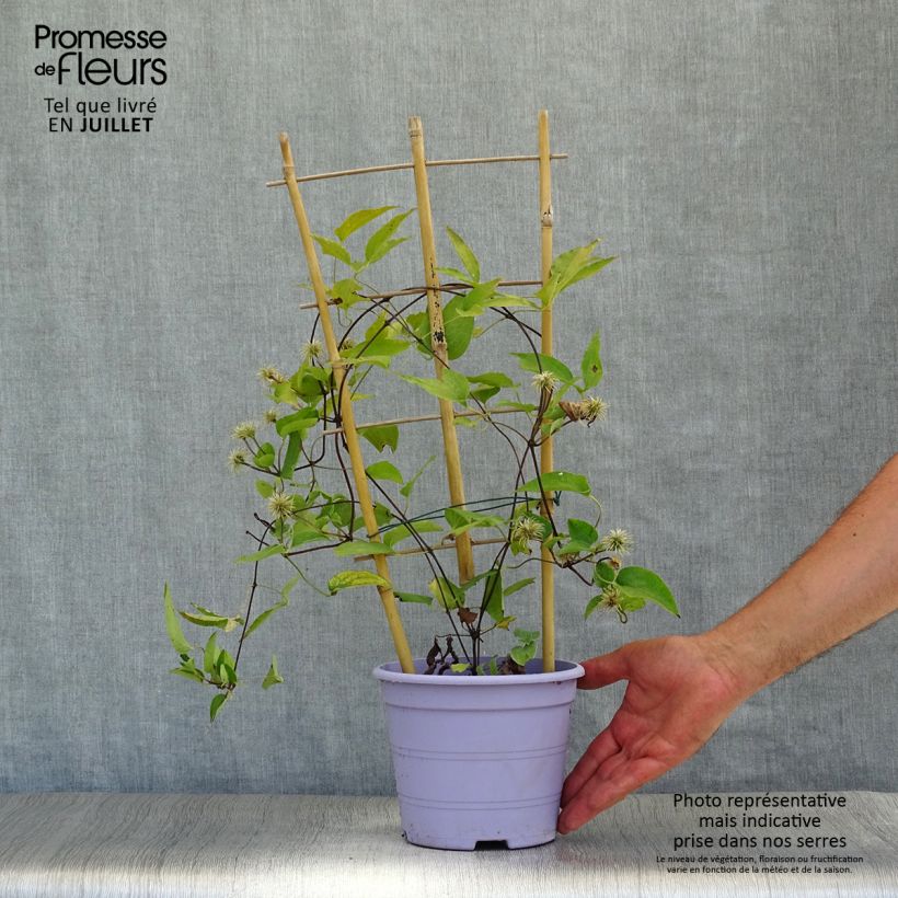 Spécimen de Clématite - Clematis Guiding Promise Pot de 2L/3L tel que livré en été