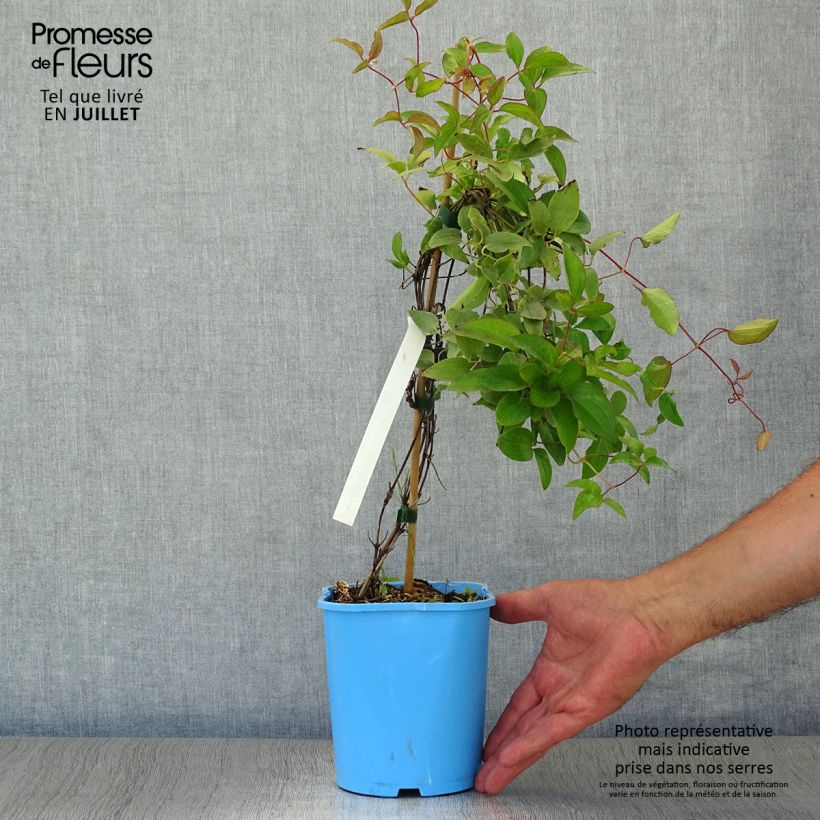 Spécimen de Clématite - Clematis H. F. Young Pot de 1,5L/2L tel que livré en été