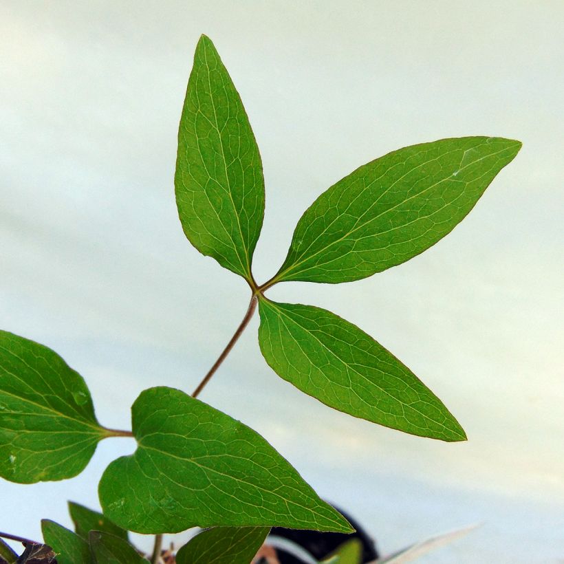 Clématite - Clematis Hagley hybride (Feuillage)