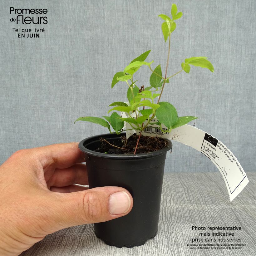 Spécimen de Clématite - Clematis Hagley hybride Godet de 8/9 cm tel que livré en été