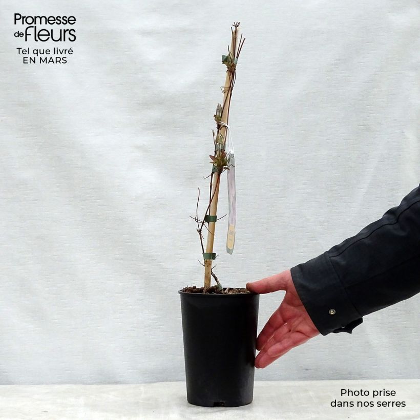 Spécimen de Clématite - Clematis Hagley hybride en pot de 2/3L tel que livré au printemps