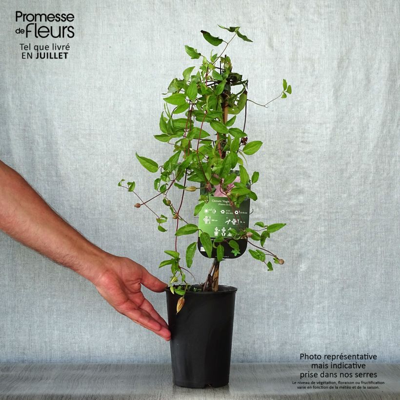 Spécimen de Clématite - Clematis Hagley hybride Pot de 2L/3L tel que livré en été