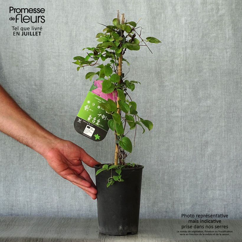 Example of Clématite - Clematis Hanagurama as you get in ete