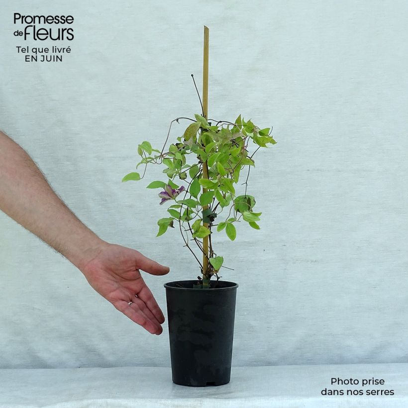 Spécimen de Clématite - Clematis Hania Pot de 1,5L/2L tel que livré en été