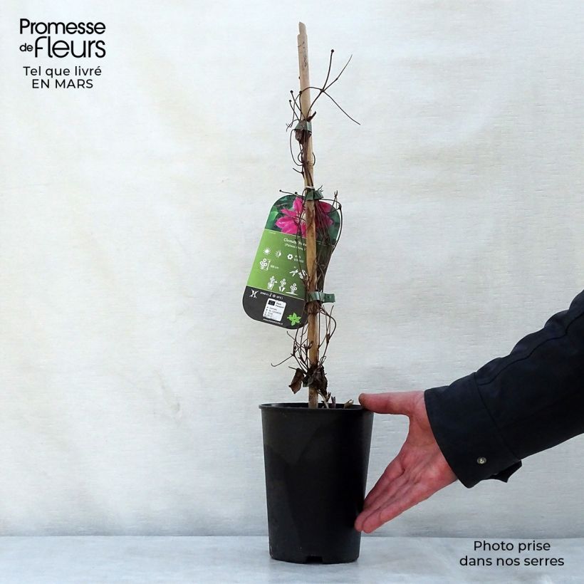Spécimen de Clématite - Clematis Hania en pot de 1.5l/2l tel que livré au printemps