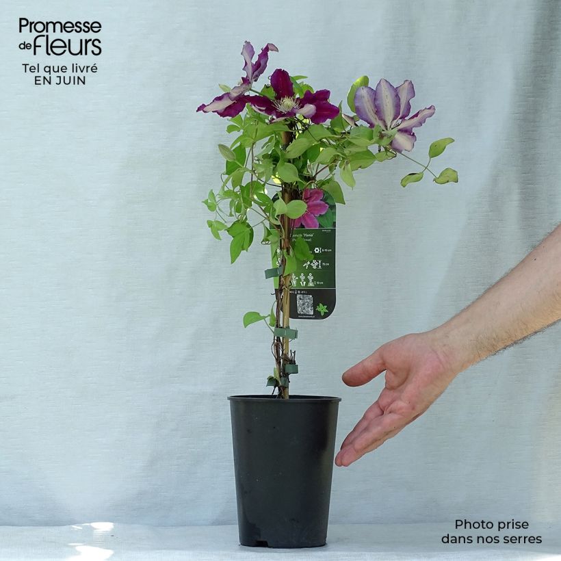 Spécimen de Clématite - Clematis Hania Pot de 2L/3L tel que livré en été