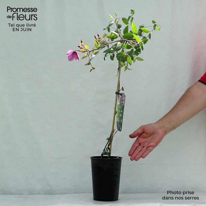 Spécimen de Clématite - Clematis Hendryetta Pot de 2L/3L tel que livré en été