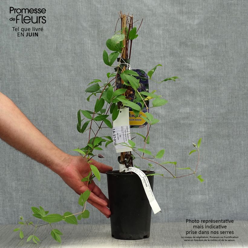Spécimen de Clématite - Clematis Hudson River  Pot de 2L/3L tel que livré en été