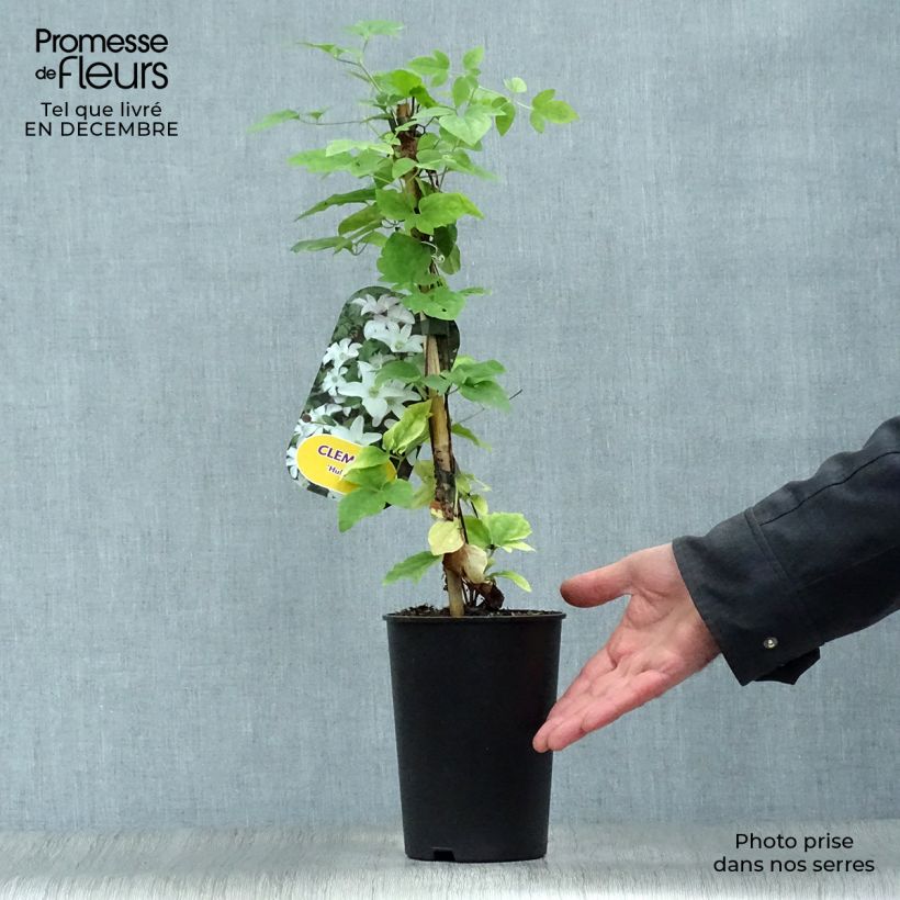 Spécimen de Clématite - Clematis Huldine tel que livré en hiver