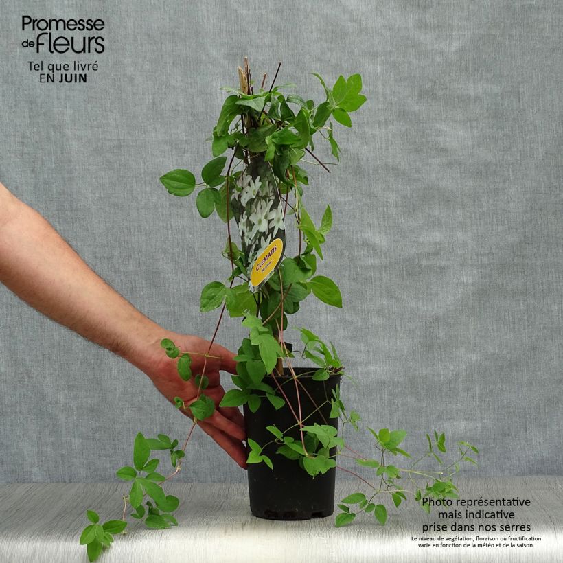 Spécimen de Clématite - Clematis Huldine Pot de 2L/3L tel que livré en été