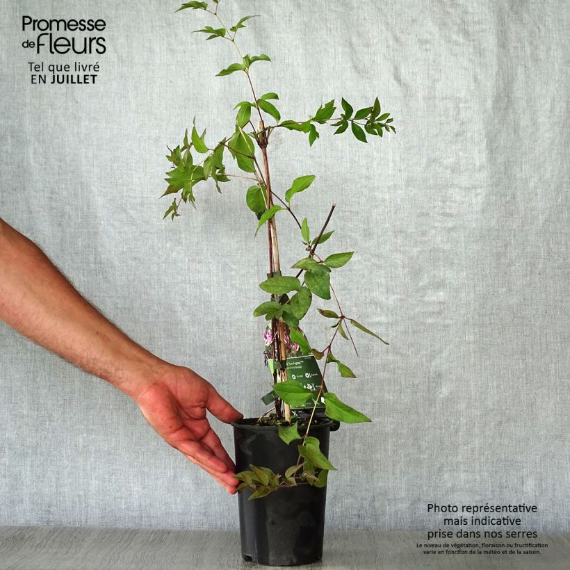 Spécimen de Clématite - Clematis Jan Fopman Pot de 2L/3L tel que livré en été