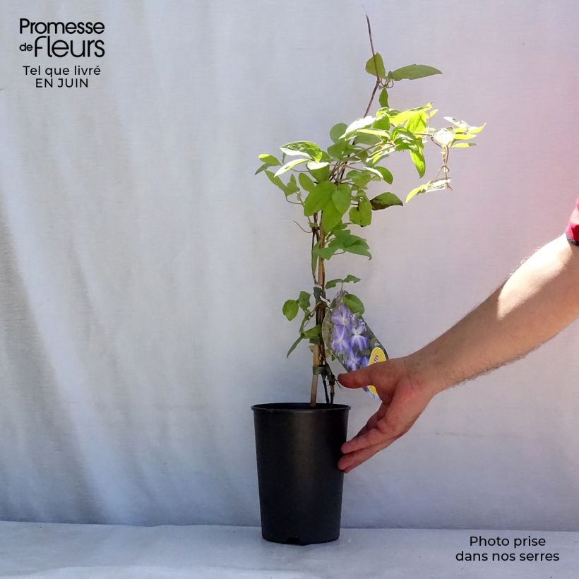 Spécimen de Clématite - Clematis Jenny Pot de 2L/3L tel que livré en été