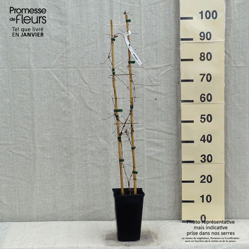 Spécimen de Clématite - Clematis John Paul II (Jean Paul II) Pot de 2L/3L tel que livré en hiver