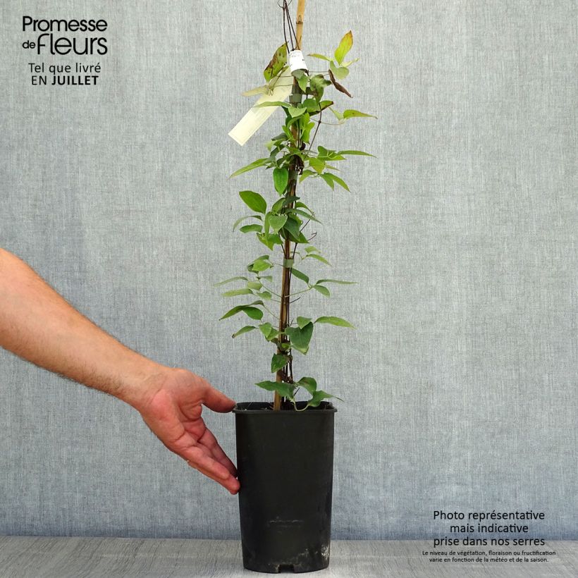Spécimen de Clématite - Clematis Josephine Pot de 2L/3L tel que livré en été