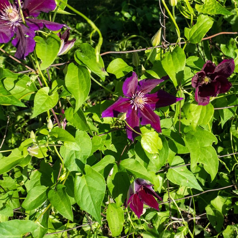 Clématite - Clematis Julka (Port)