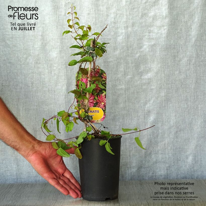 Spécimen de Clématite - Clematis Kaen Pot de 2L/3L tel que livré en été