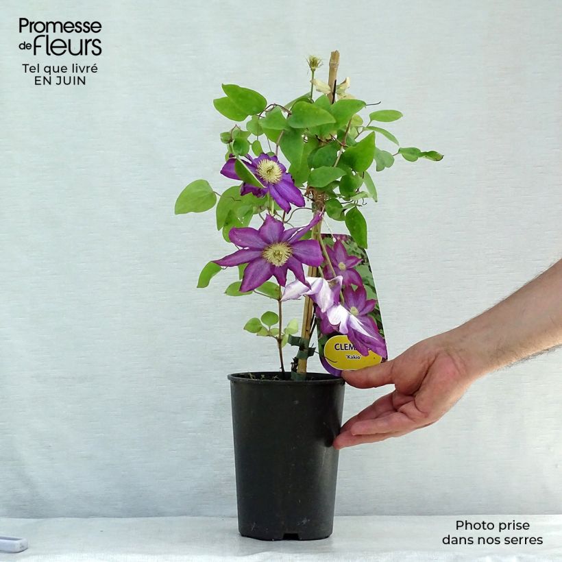 Spécimen de Clématite - Clematis Kakio (Pink Champagne) Pot de 2L/3L tel que livré en été