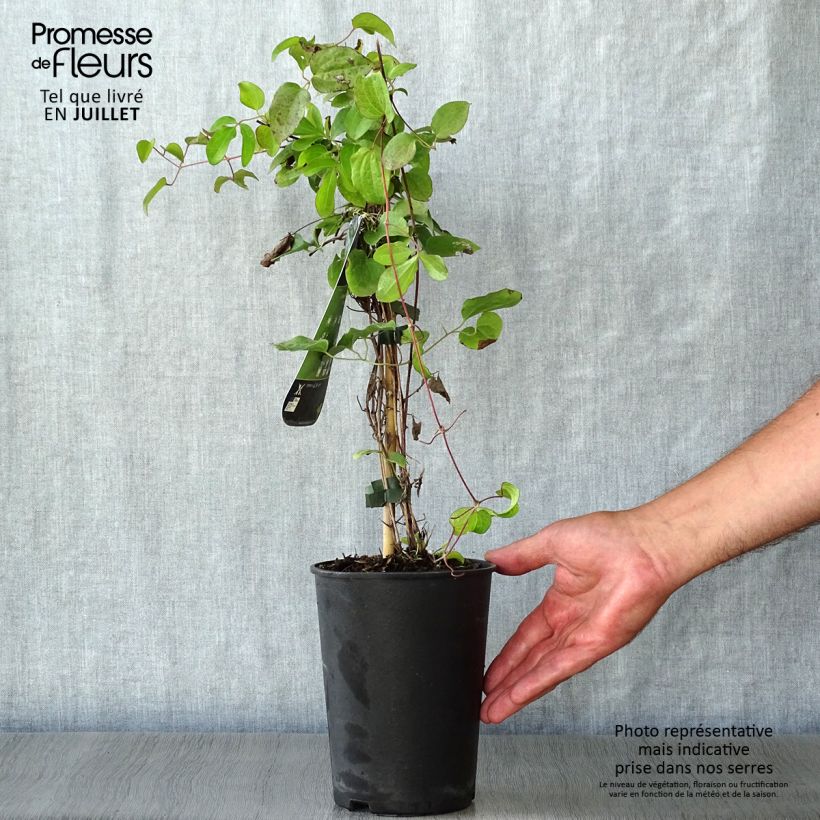 Spécimen de Clématite - Clematis Kiri Te Kanawa Pot de 2L/3L tel que livré en été