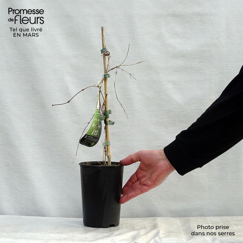 Spécimen de Clématite - Clematis Kokonoe en pot de 2L/3L tel que livré au printemps