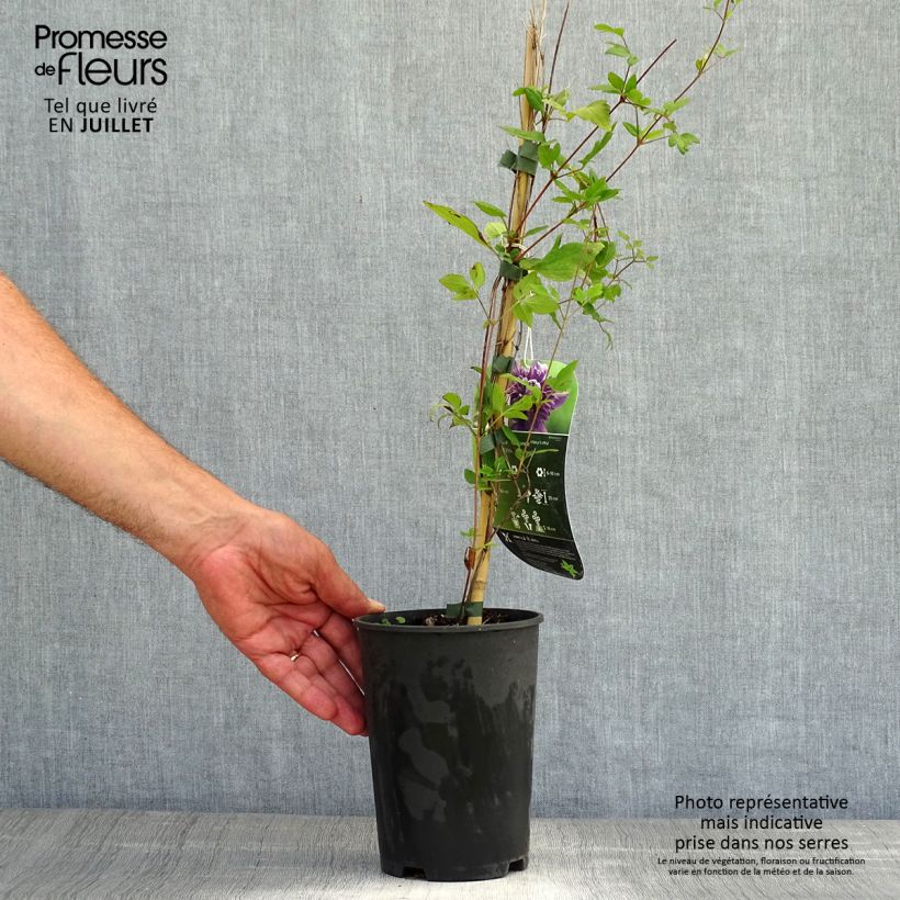 Spécimen de Clématite - Clematis Kokonoe Pot de 2L/3L tel que livré en été