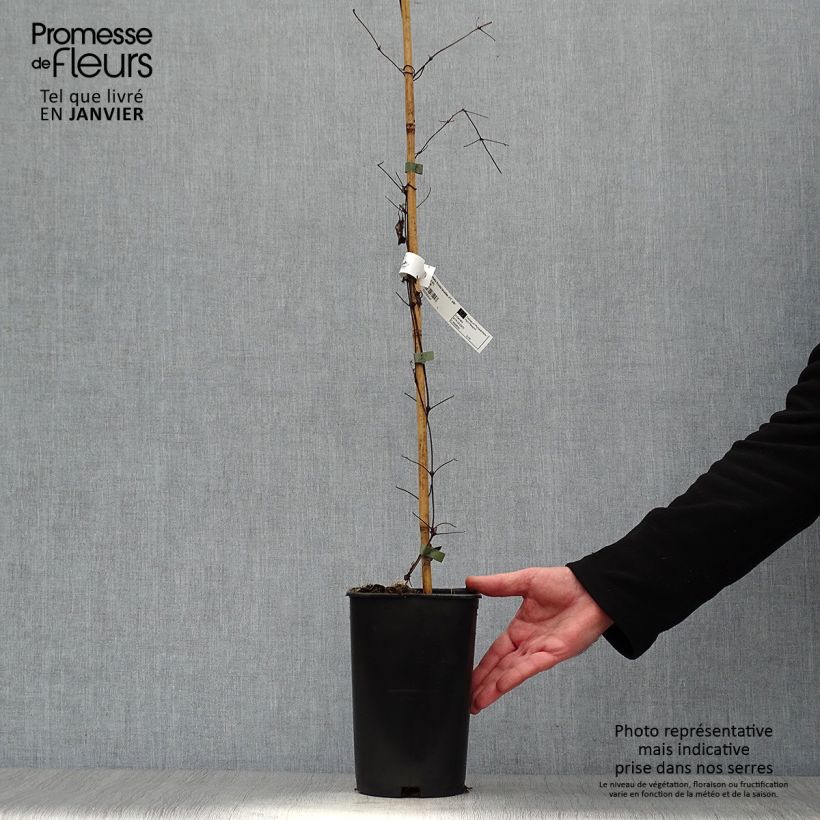 Spécimen de Clématite Lavallée n°1 Pot de 2L/3L tel que livré en hiver