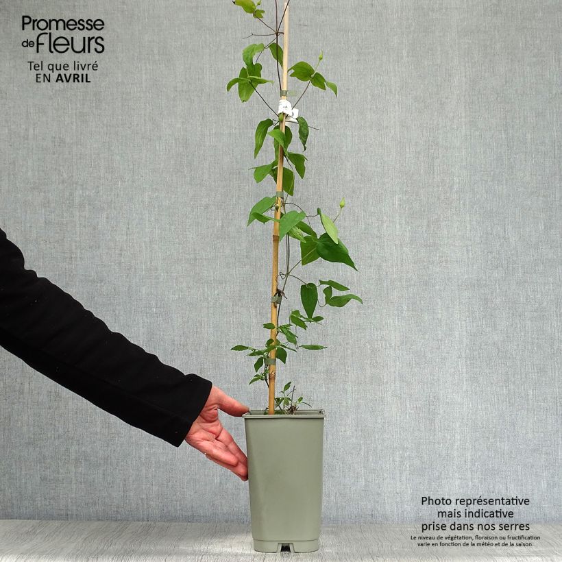 Spécimen de Clématite Lavallée n°1 Pot de 2L/3LHauteur livrée env. 60/70cm tel que livré au printemps