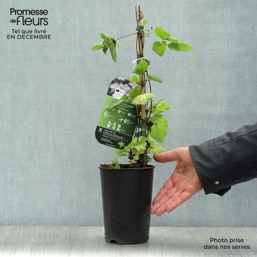 Spécimen de Clématite - Clematis Lucky Charm tel que livré en hiver