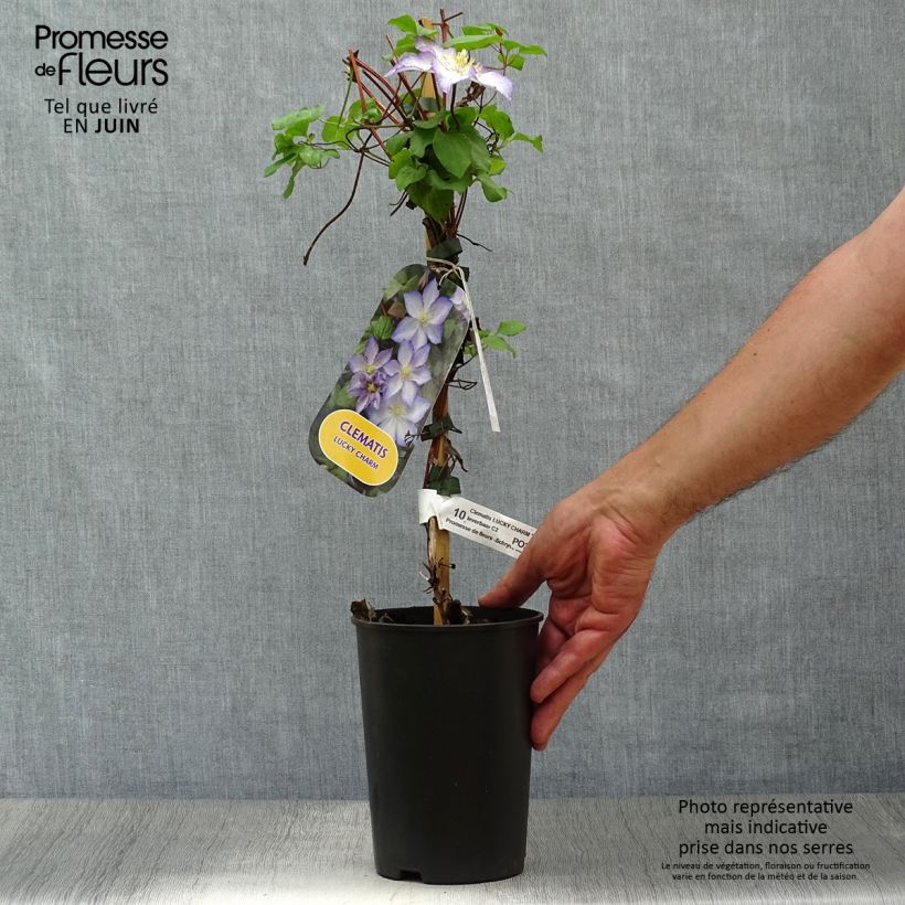 Spécimen de Clématite - Clematis Lucky Charm Pot de 2L/3L tel que livré en été