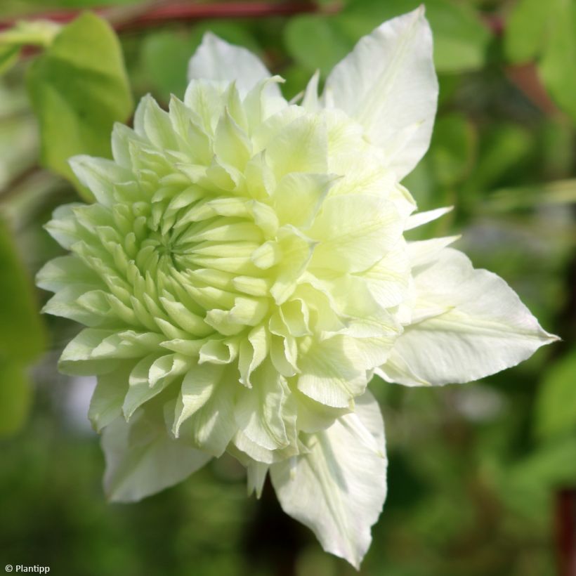 Clématite - Clematis Manju (Floraison)