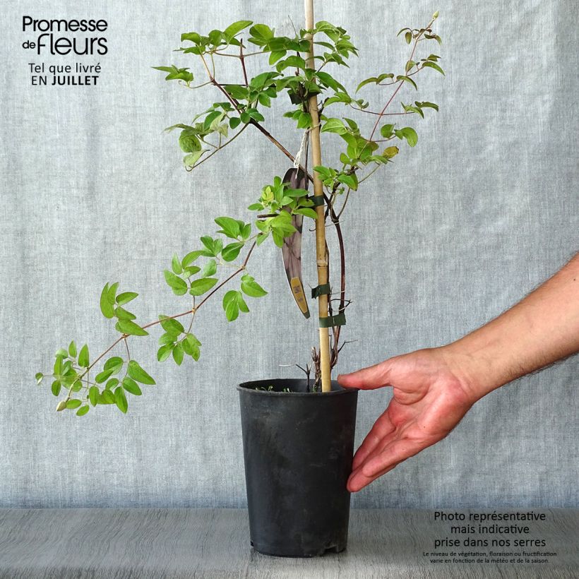 Spécimen de Clématite - Clematis Margaret Hunt Pot de 1,5L/2L tel que livré en été