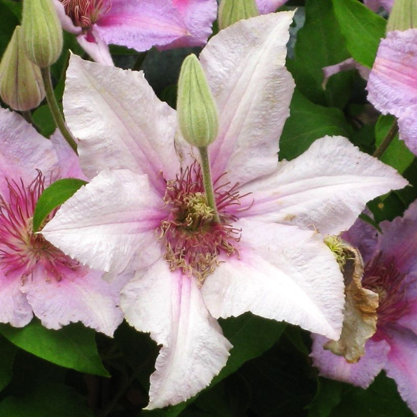 Clématite - Clematis Marmori (Floraison)