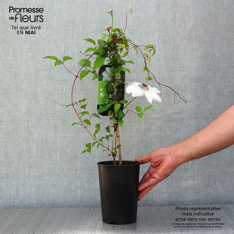 Spécimen de Clématite - Clematis Miss Bateman en pot de 2/3L tel que livré au printemps