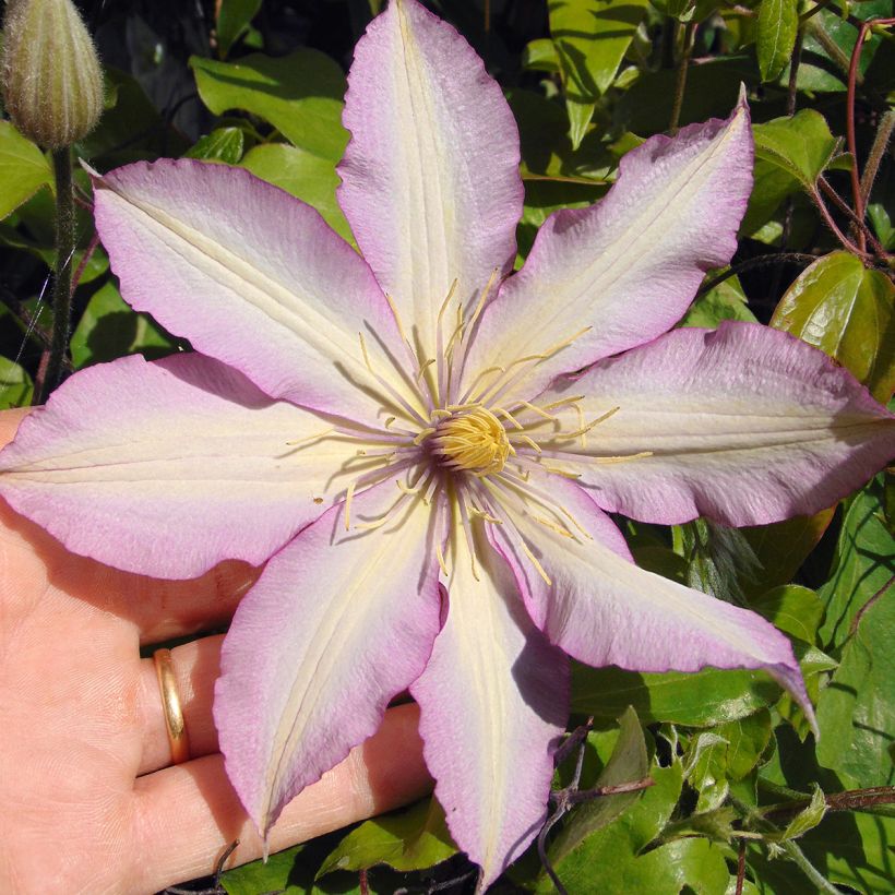 Clématite - Clematis Morning Star (Floraison)