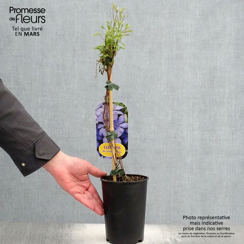 Spécimen de Clématite - Clematis Mrs Cholmondeley en pot de 1,5l/2l tel que livré au printemps